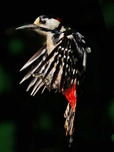 woodpecker in flight